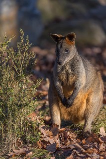 One swamp wallaby (Wallabia bicolor) next to a bush in early morning light
