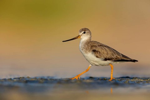Terek sandpiper, (Xenus cinereus), animal, animals, bird, birds, snipe family, snipe, biotope,