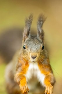 Red squirrel (Sciurus vulgaris) in a forest, Bavaria, Gernany