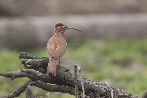 Scimitar-billed Woodcreeper (Drymornis bridgesii), Corrientes, Argentina
