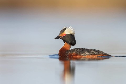 Horned Grebe (Podiceps auritus) in a pond in the tundra near Churchill, Manitoba, Canada