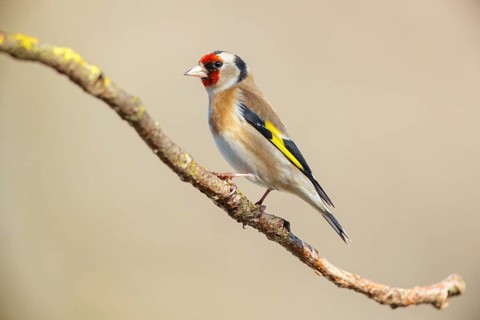 Goldfinch, goldfinch, (Carduelis carduelis), biotope, habitat, foraging, perch, Worms,