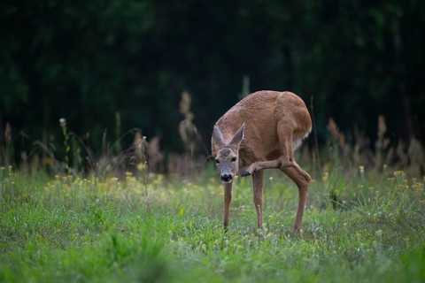 Roe deer (Capreolus capreolus) in a forest clearing scratching itself with its hind leg, Tyrol,