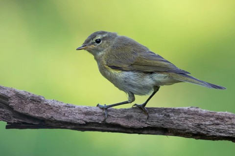 Common Chiffchaff (Phylloscopus collybita) perched on a branch, Lower Saxony, Germany