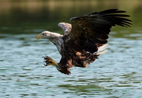 White-tailed Eagle (Haliaeetus albicilla) striking at fish, Mecklenburg-Western Pomerania, Germany