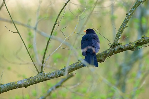 A black blackbird sits quietly on a branch in a wooded area, blackbird (Turdus merula), spring,