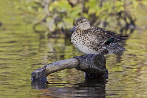 Green-winged Teal (Anas carolinensis) female, British Columbia, Canada