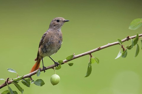 Common Redstart (Phoenicurus phoenicurus) female, Berlin, Germany