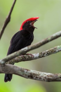 Helmeted Manakin (Antilophia galeata) perched on a branch in the Atlantic rainforest of southeast