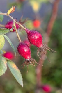 Apple rose (Rosa 'Duplex'), Federal Horticultural Show 2019, Germany