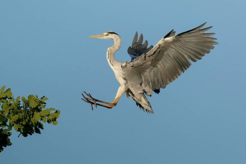 Grey Heron (Ardea cinerea) approaching to tree, North Rhine-Westphalia, Germany