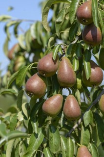 Pyrus communis GUTE LUISE VON AVRANCHES, Bundessortenamt Prüfstelle Wurzen, Wurzen, Saxony, Germany