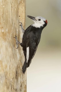 White-headed Woodpecker (Leuconotopicus albolarvatus) male, California, USA
