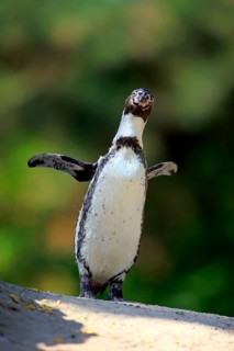 Humboldt penguin (Spheniscus humboldti), on land, on rocks, spreading wings, South America