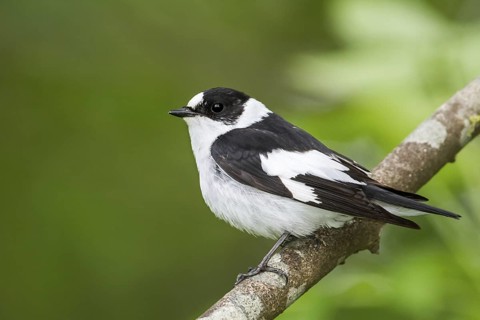 Collared Flycatcher (Ficedula albicollis) male, Bavaria, Germany