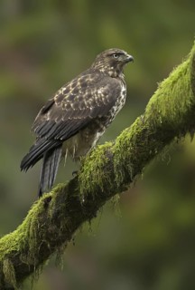 Red-tailed Hawk (Buteo jamaicensis), British Columbia, Canada
