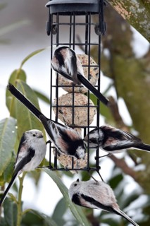 Long-tailed tits (Aegithalos caudatus) eating tit dumplings in winter, Schleswig-Holstein, Germany