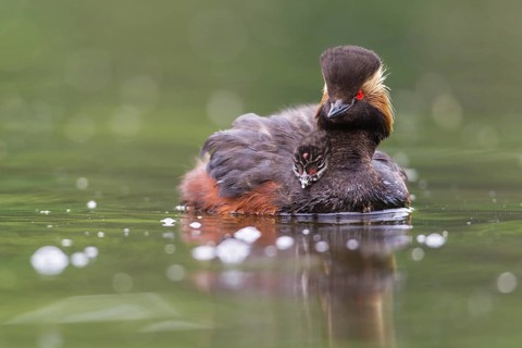 Podiceps nigricollis