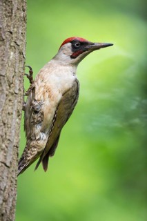 European Green Woodpecker (Picus viridis) male at breeding cavity, Rhineland-Palatinate, Germany