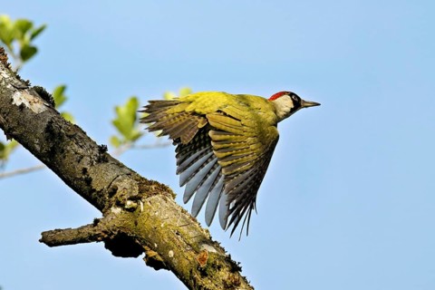 Green woodpecker (Picus viridis), female taking off from a branch, Canton Zug, Switzerland