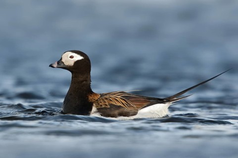 Long-tailed Duck (Clangula hyemalis) male, Alaska, USA