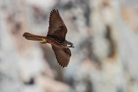 Eleonora's Falcon (Falco eleonorae) young female flying, Sardinia, Italy