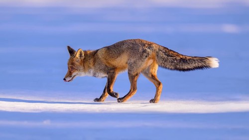 Red fox (Vulpes vulpes), foraging in a meadow covered with snow, Swabian Alb biosphere reserve,
