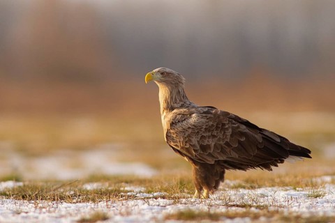 White-tailed Eagle (Haliaeetus albicilla), Subotica, Hungary