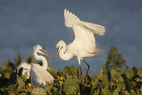Great Egrets Courting - off Rockport, TX