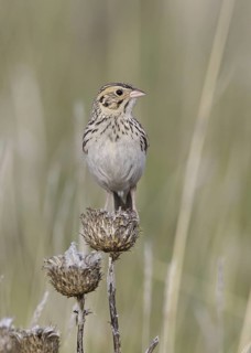 Baird's Sparrow (Ammodramus bairdii), Montana, USA