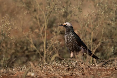 White-crowned Starling (Lamprotornis albicapillus) perched on the ground, Oromia, Ethiopia