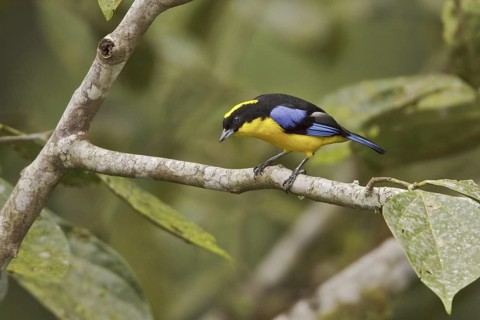 Blue-winged Mountain Tanager (Anisognathus somptuosus), Ecuador