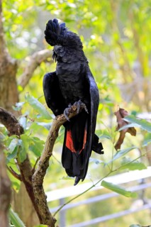 Red-tailed Cockatoo (Calyptorhynchus banksii), Banks' Cockatoo, adult, male, perch, alert,