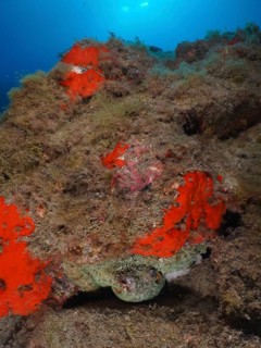 A hidden octopus, Common Octopus (Octopus vulgaris), in a colourful reef with algae, dive site Roca