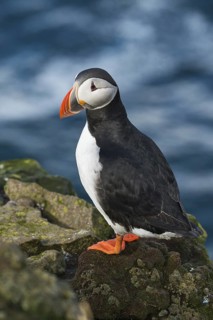Atlantic Puffin (Fratercula arctica) on cliff, Iceland