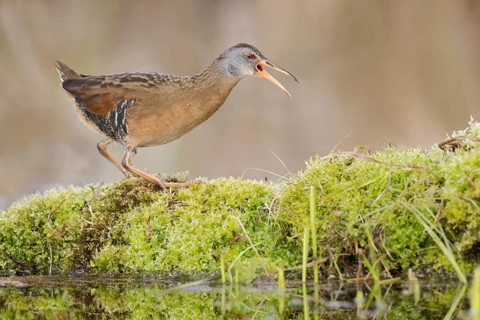 Virginia Rail (Rallus limicola) calling, British Columbia, Canada