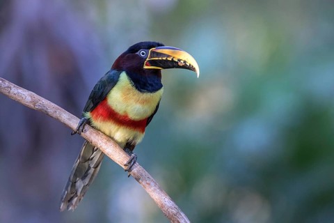 Brown-eared sarassari (Pteroglossus castanotis), toucan, South America, Brazil, Pantanal