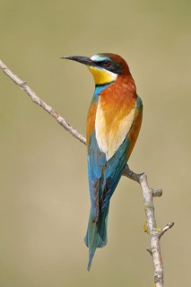 Bee-eater (Merops apiaster) sitting on a branch, Rhineland-Palatinate, Germany