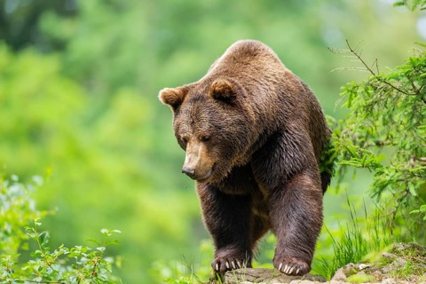Eurasian brown bear (Ursus arctos arctos) walking up on a rock, Bavarian Forest, Bavaria, Germany