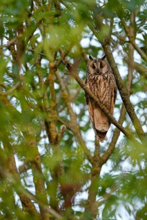 Long-eared owl (Asio otus), adult bird, guarding the young birds nearby, Bottrop, Ruhr area, North