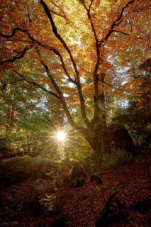 Beech (Fagus sylvatica) sunrays shining through big, old tree in fall foliage, Canton of Grisons,