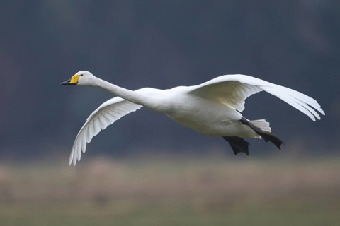 Whooper Swan (Cygnus cygnus) flying, North Rhine-Westphalia, Germany