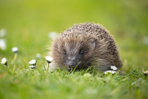 European hedgehog (Erinaceus europaeus) adult animal on a garden grass lawn with daisy flowers in