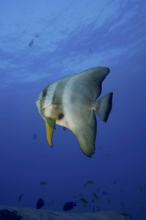 Round-headed batfish juvenile (Platax orbicularis)