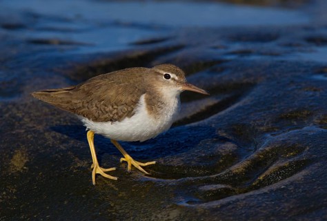 Spotted Sandpiper (Actitis macularius), California, USA