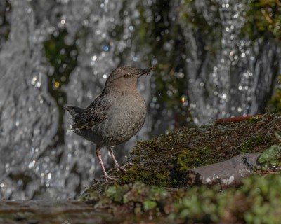 American Dipper (Cinclus mexicanus), California, USA