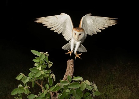 Western Barn Owl (Tyto alba) approaching a branch, Texas, USA