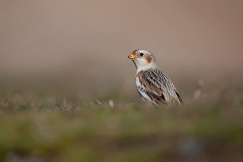 Snow bunting (Plectrophenax nivalis) adult bird on a coastal grassland in winter, Norfolk, England,
