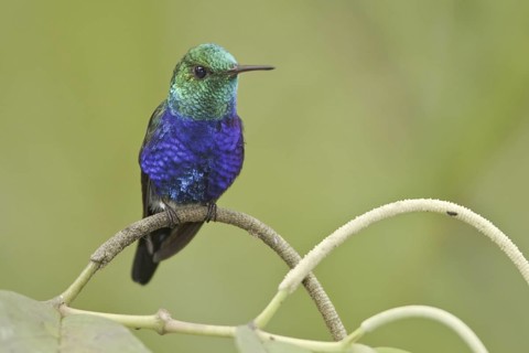 Violet-bellied Hummingbird (Juliamyia julie), Ecuador