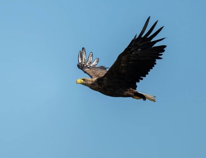 White-tailed eagle (Haliaeetus albicilla) in flight looking for food, blue sky, Lower Saxony,